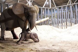 Drama ve francouzské zoo: Slonice rodila abnormálně velké slůně - Novinky